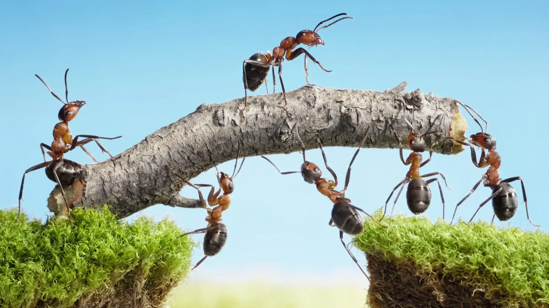 Ants work together to carry a twig to make a bridge.